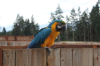 Birb